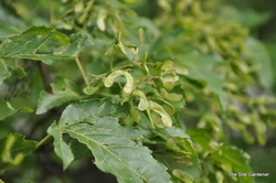 Acer ginnala — photo 1